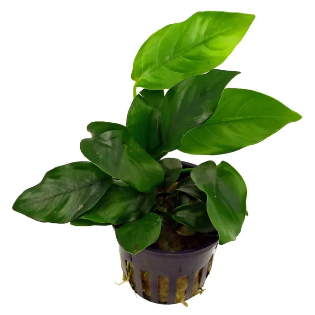 Anubias barteri nana pianta vera pianta vera 