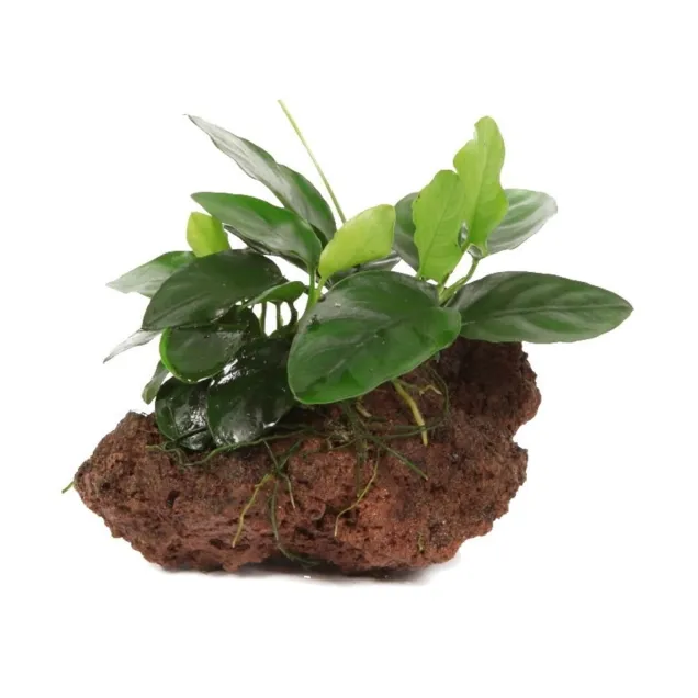 Anubias barteri var Nana su roccia lavica