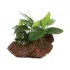 Anubias barteri var Nana su roccia lavica
