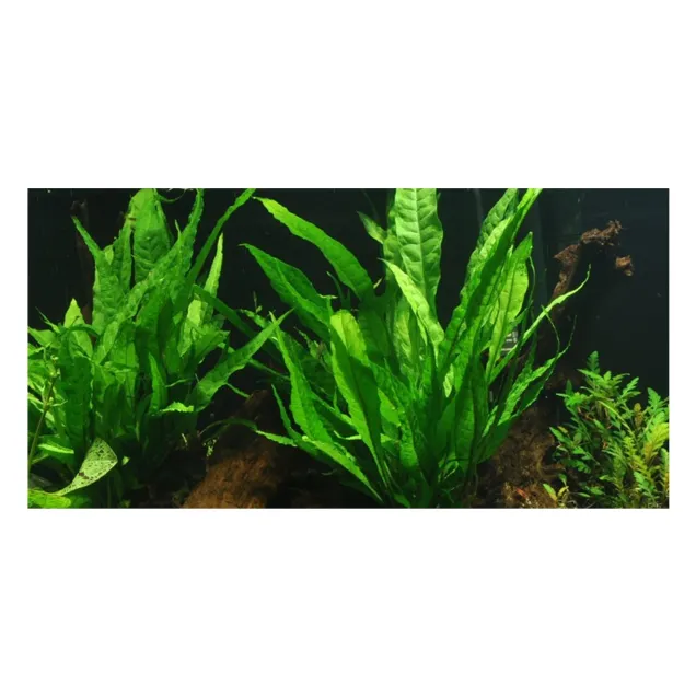 Microsorum pteropus Felce di Giava pianta acquario vista