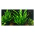 Microsorum pteropus Felce di Giava pianta acquario vista