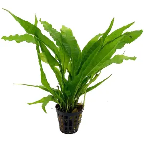 Microsorum pteropus Felce di Giava pianta madre acquario