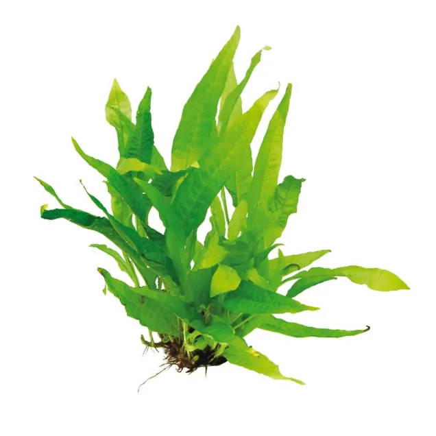 Microsorum pteropus Felce di Giava pianta acquario alto