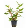 Alternanthera reineckii mini pianta vera