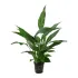 Spathiphyllum wallissii