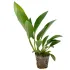 Anubias congensis