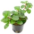 Ludwigia repens Mesacana