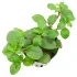 Ludwigia repens Mesacana