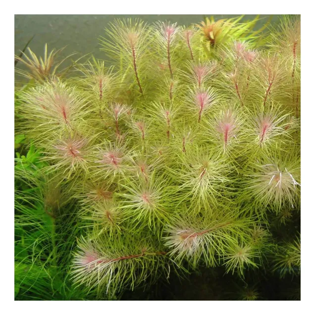 Rotala Vietnam