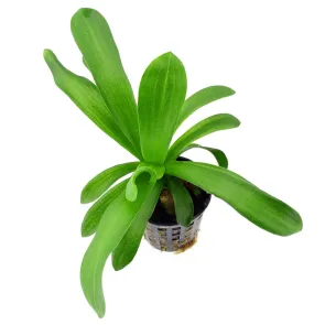 Sagittaria platyphylla 2