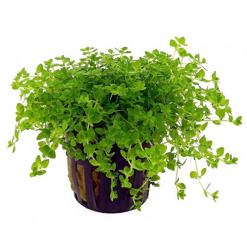 Micranthemum micranthemoides