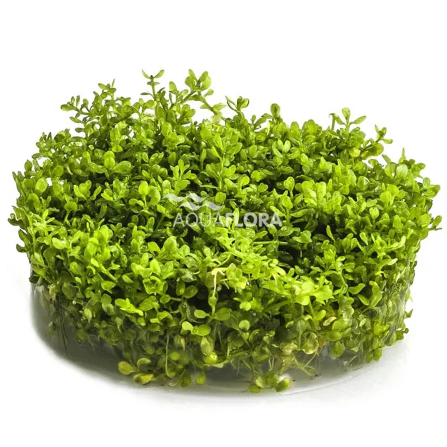 Micranthemum micranthemoides Aquaflora Ecoscape