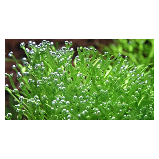 Riccia fluitans in vitro