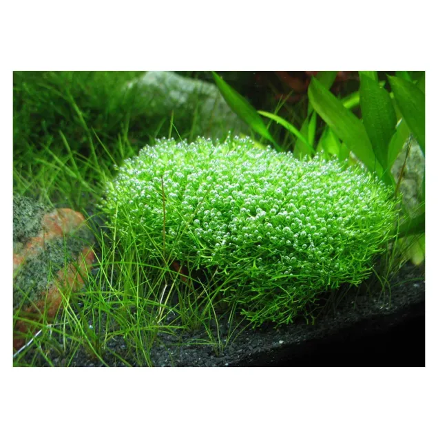 Riccia fluitans in vitro