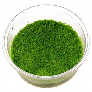 Riccia fluitans in vitro