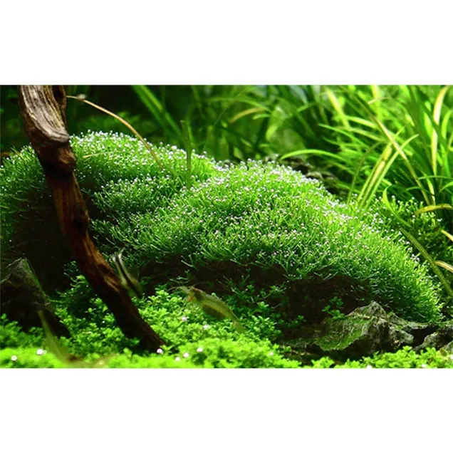 Riccia fluitans in vitro