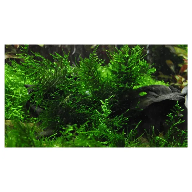 Taxiphyllum alternans Taiwan moss in vitro