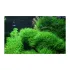 Taxiphyllum alternans Taiwan moss Aquaflora Ecoscape