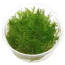 Taxiphyllum alternans Taiwan moss in vitro
