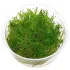 Taxiphyllum alternans Taiwan moss in vitro