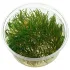 Taxiphyllum flame in vitro