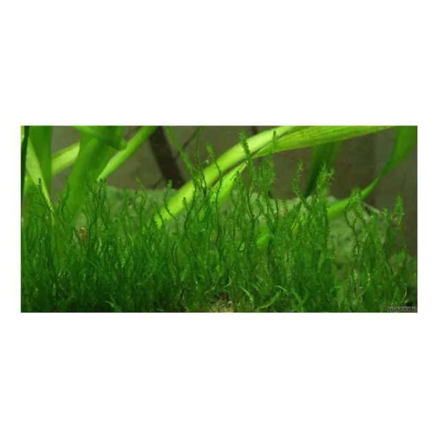 Taxiphyllum flame Aquaflora Ecoscape