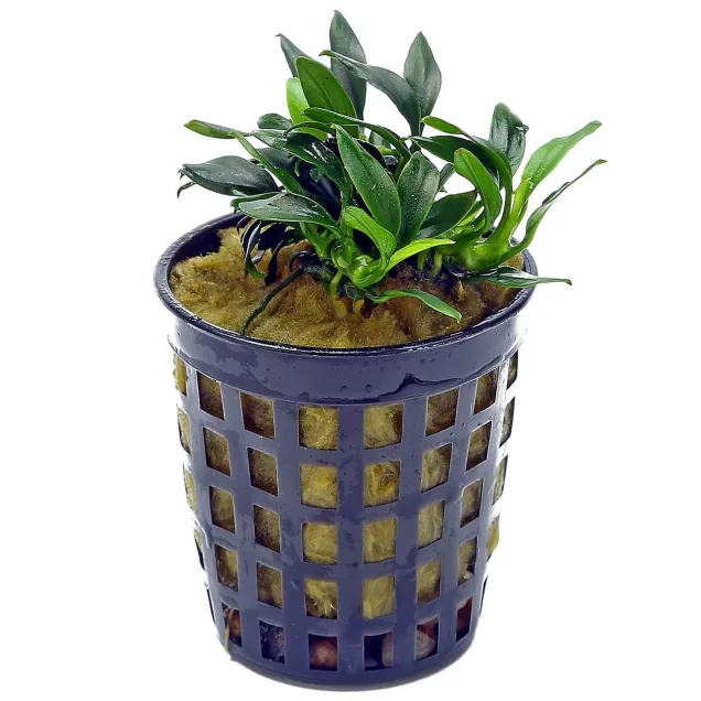 Anubias barteri nana Pangolino