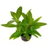 Hygrophila corymbosa Siamensis