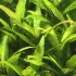 Hygrophila corymbosa Siamensis