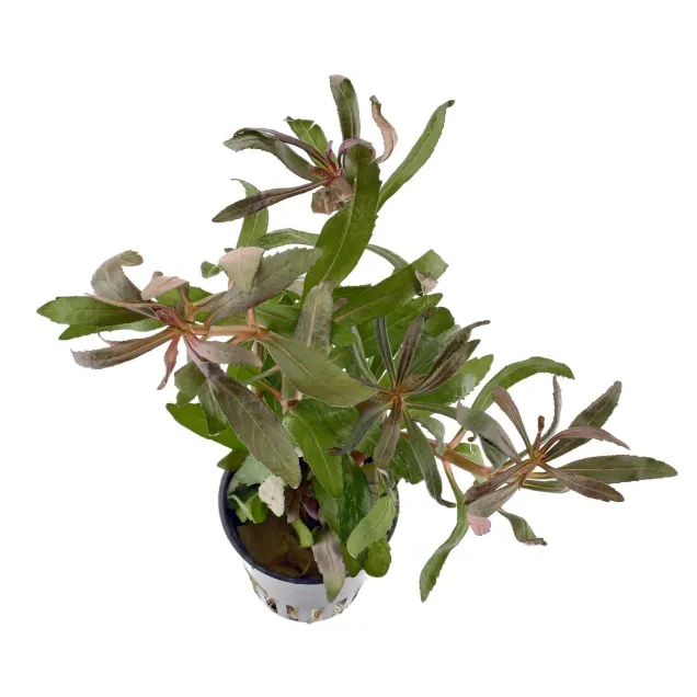 Pogostemon stellatus Rubra