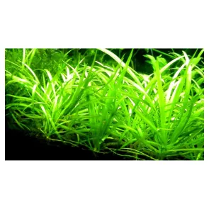 Sagittaria subulata Teres 2