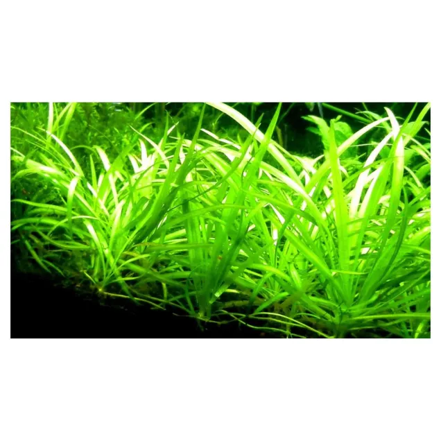 Sagittaria subulata Teres