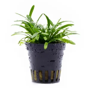 Sagittaria subulata Teres