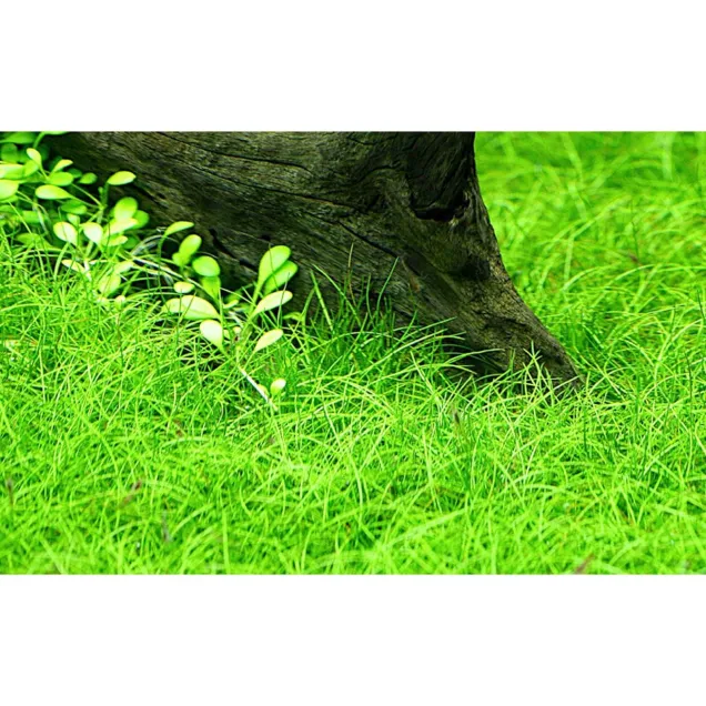 Eleocharis parvula in vitro