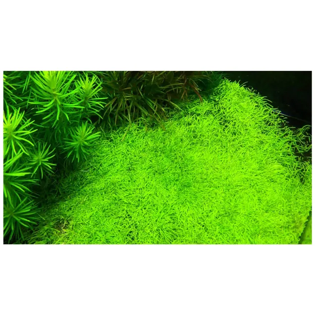 Eleocharis parvula in vitro