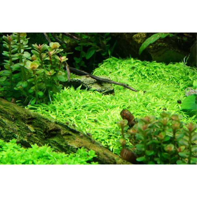 Eleocharis parvula in vitro