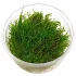 Vesicularia ferrei Weeping in vitro