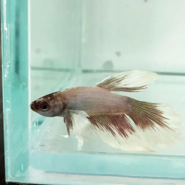 Betta Splendens Dumbo Ear maschio