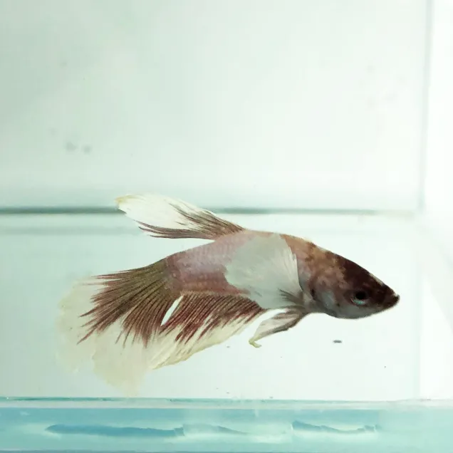 Betta Splendens Dumbo Ear maschio