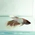Betta Splendens Dumbo Ear maschio