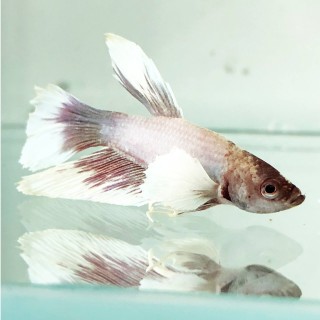 Betta Splendens Dumbo Ear maschio