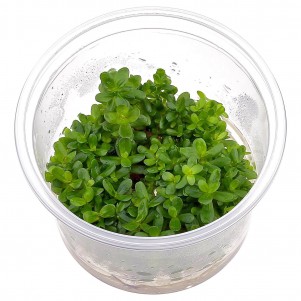 Ammania Bonsai (Rotala indica) in vitro