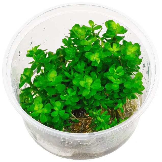 Ammania Bonsai (Rotala indica) in vitro