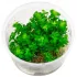 Ammania Bonsai (Rotala indica) in vitro