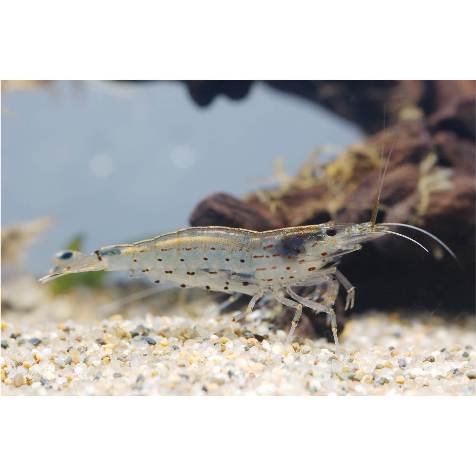 Caridina Japonica mangia alghe
