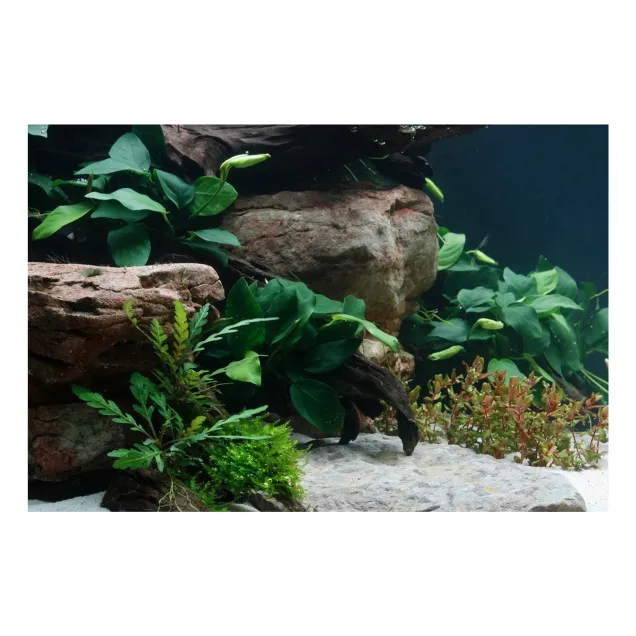 Anubias Mix pianta vera pianta vera in acquario