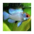 Mikrogeophagus ramirezi - Electric Blue