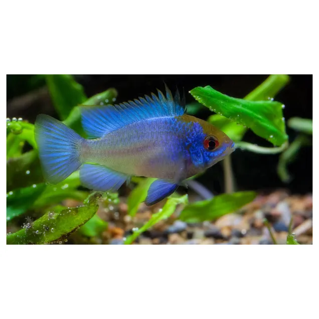 Mikrogeophagus ramirezi - Electric Blue