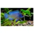 Mikrogeophagus ramirezi - Electric Blue