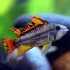 Apistogramma cacatuoides red